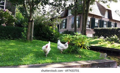 Chicken road game in Netherlands